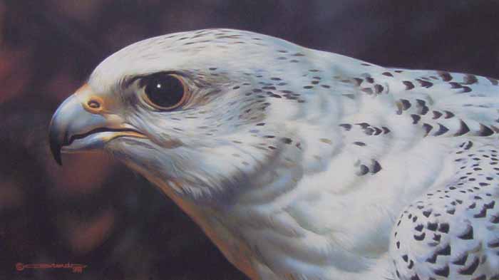 (image for) Handmade oil painting Copy paintings of famous artists Carl Brenders Paintings Gyrfalcon Portrait